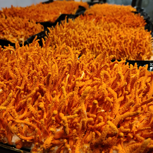 Dried Cordyceps Mushroom