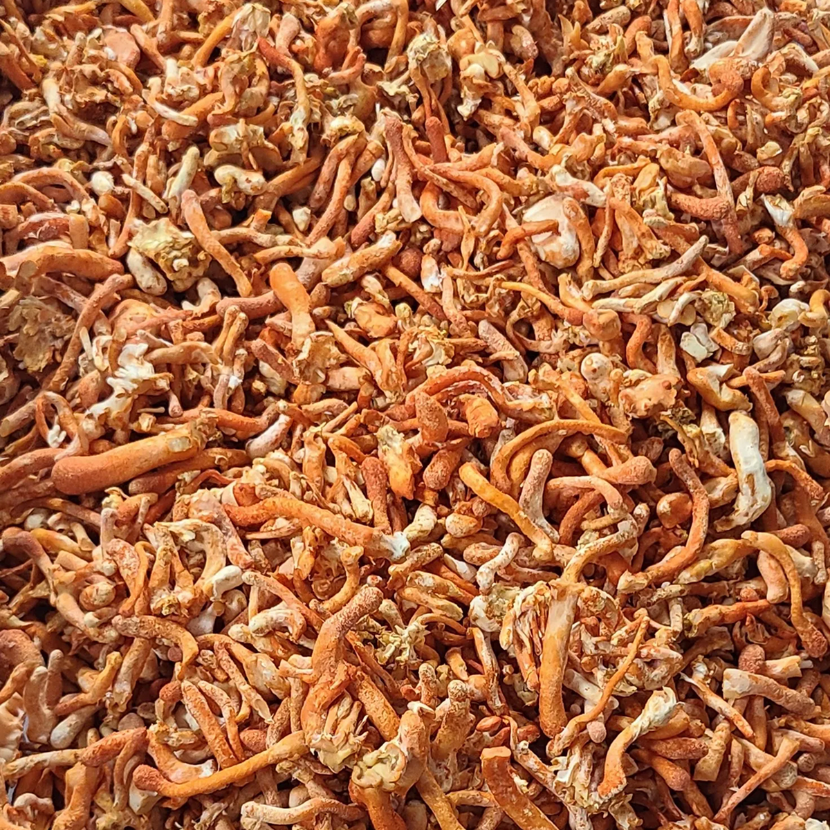 Dried Cordyceps Mushroom