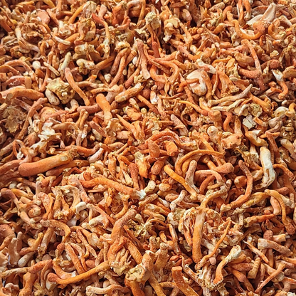Dried Cordyceps Mushroom