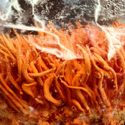 Dried Cordyceps Mushroom