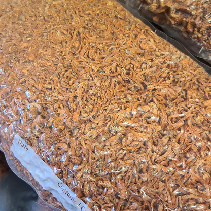 Dried Cordyceps Mushroom