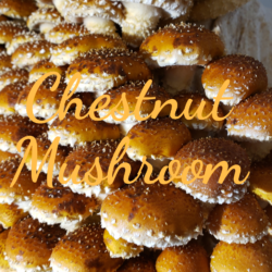 Chestnut Mushrooms