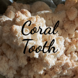 Coral Tooth