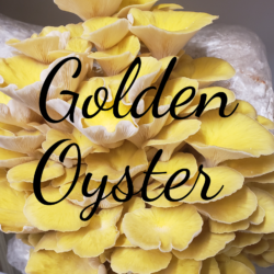 Golden Oyster Mushroom