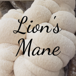 Lion's Mane