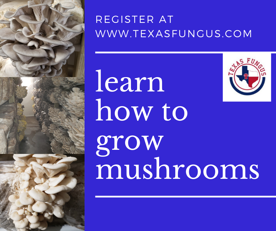 Mushroom Class Category image Texas Fungus