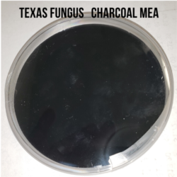 TxF "Special Recipe" with Charcoal - Pre-Poured Agar Plates (MEA)