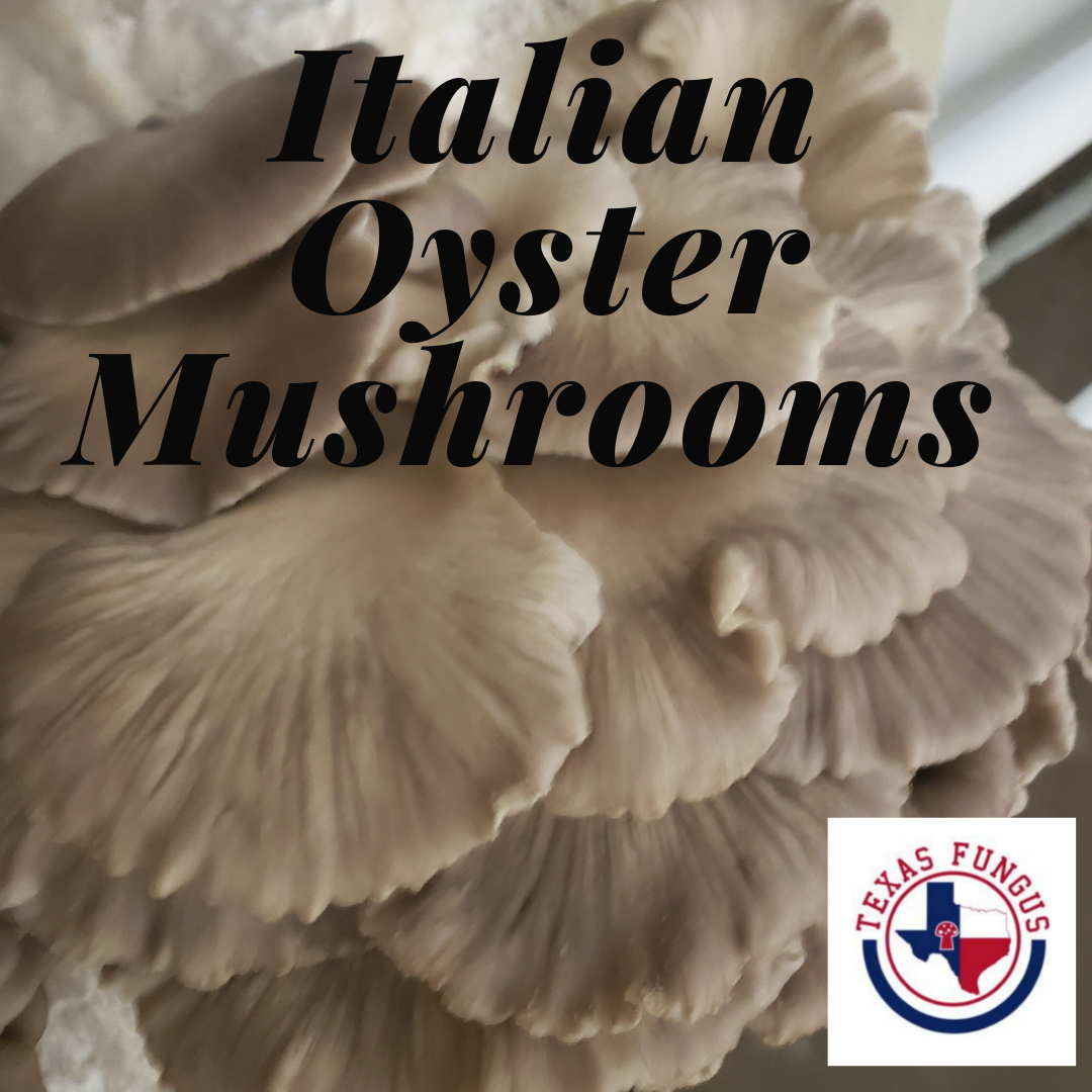 Italian Oyster Mushrooms Texas Fungus