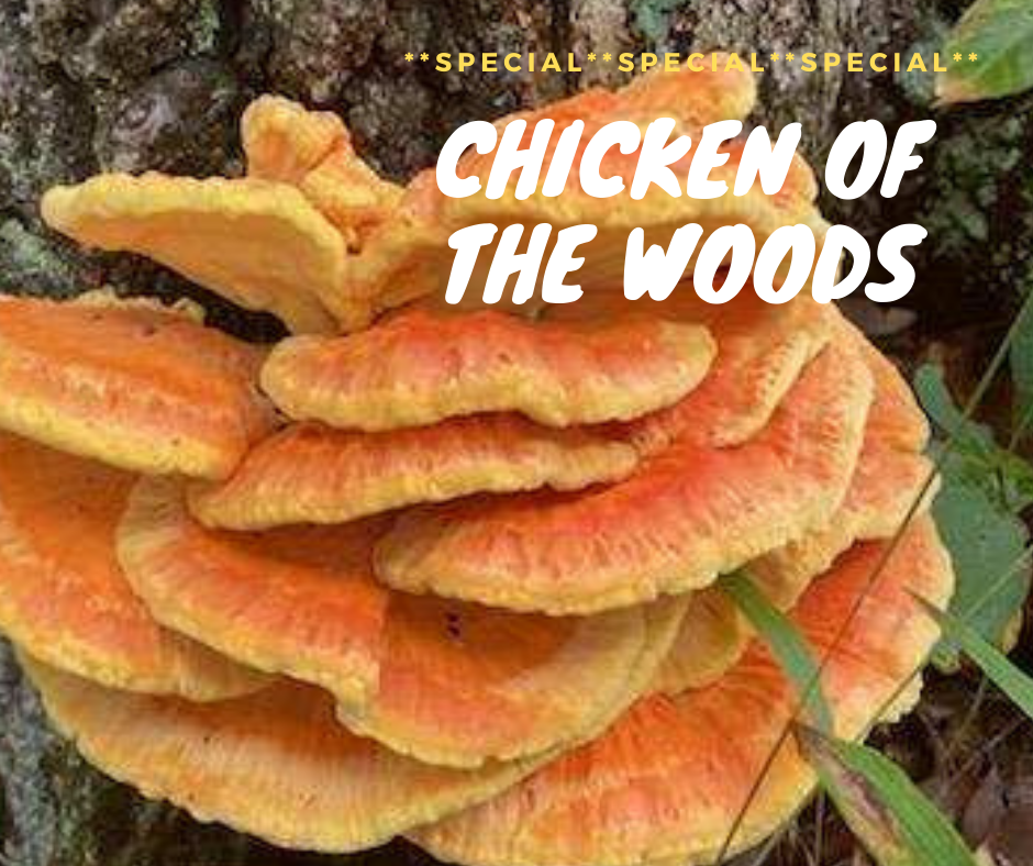 https://texasfungus.com/wp-content/uploads/2021/10/Chicken-of-the-Woods.png