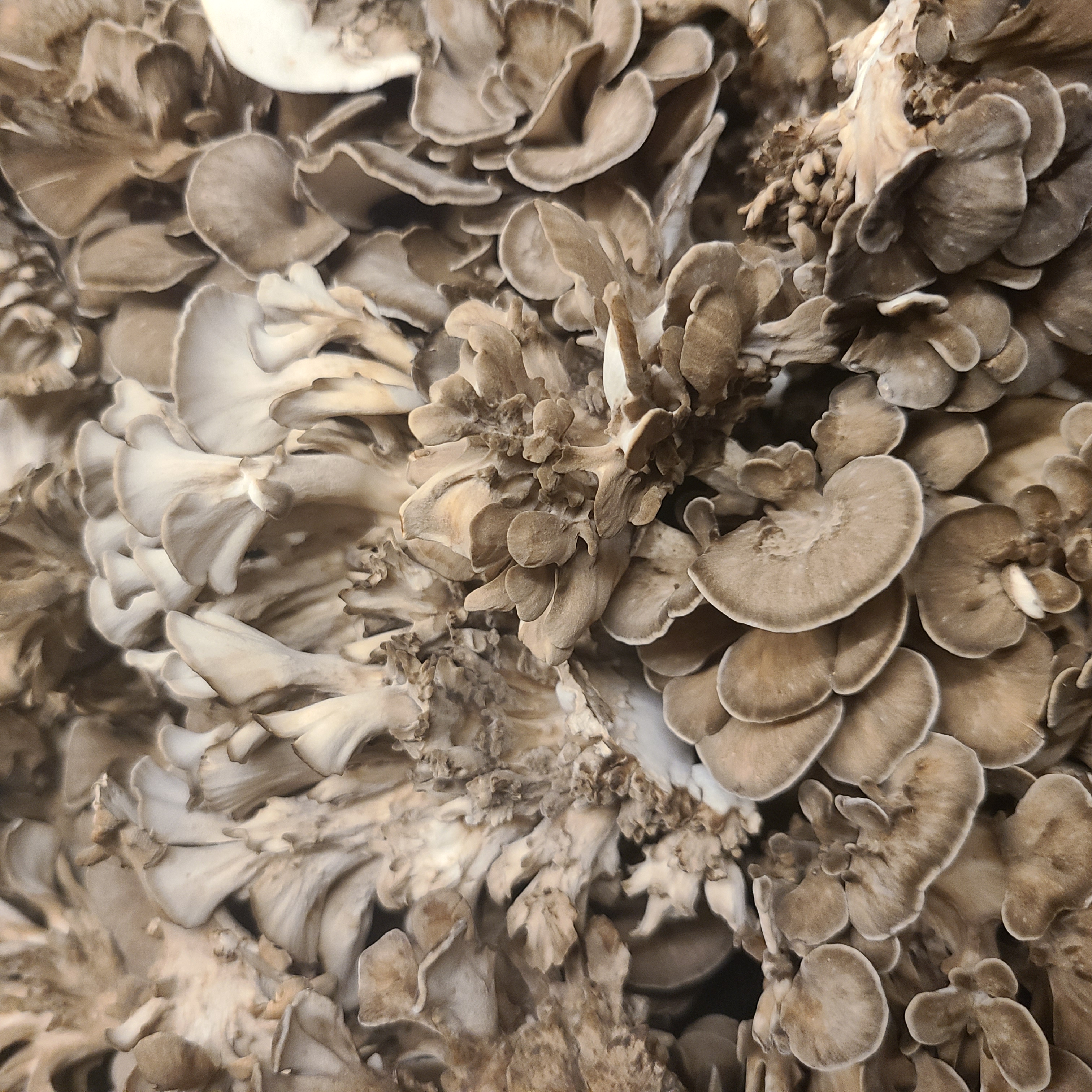 Dried Maitake Mushroom