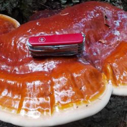 Dried Reishi Mushroom