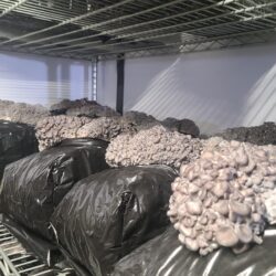 100 Mushroom Grow Bags - Extra Large - Black - 0.5 Micron Filter