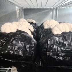 Products: Black Grow Bags