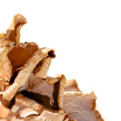 Dried Mushrooms